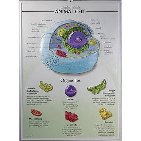 DENOYER-GEPPERT Charts/Posters, Animal Cell Raised Relief Chart 7501-RR